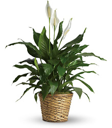 T105-2A Simply Elegant Spathiphyllum - Medium 